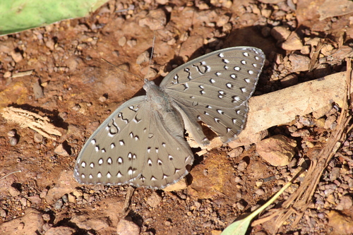 Guinea-fowl Butterfly