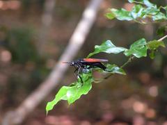 Protomydas rubidapex