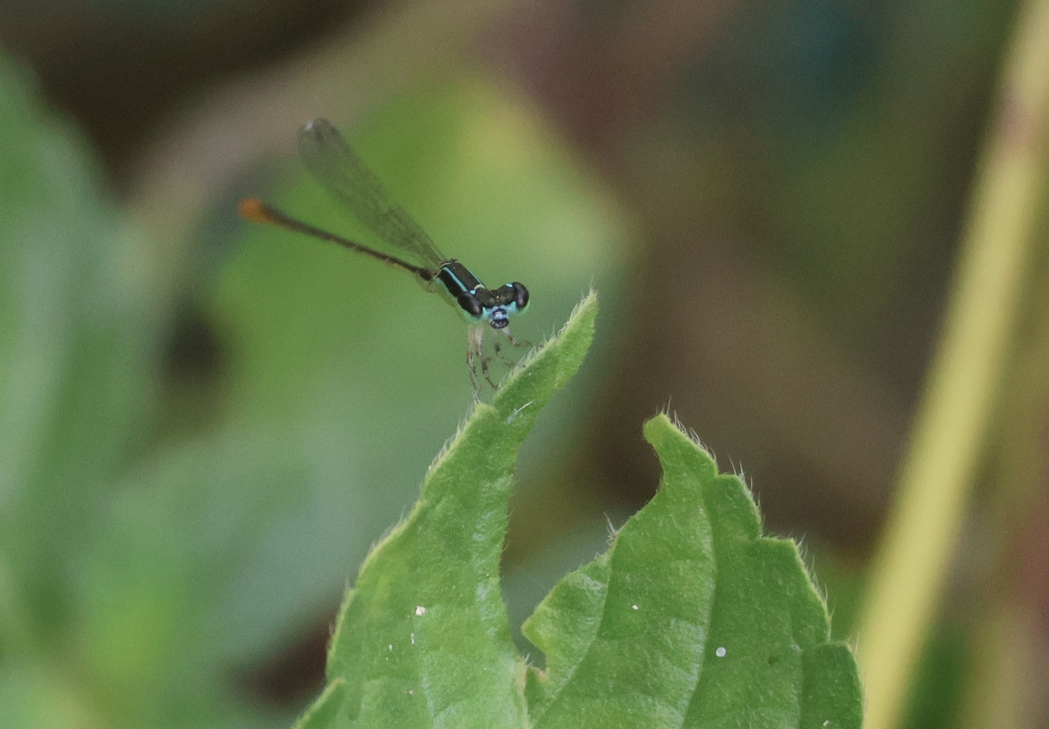 Pygmy Dartlet