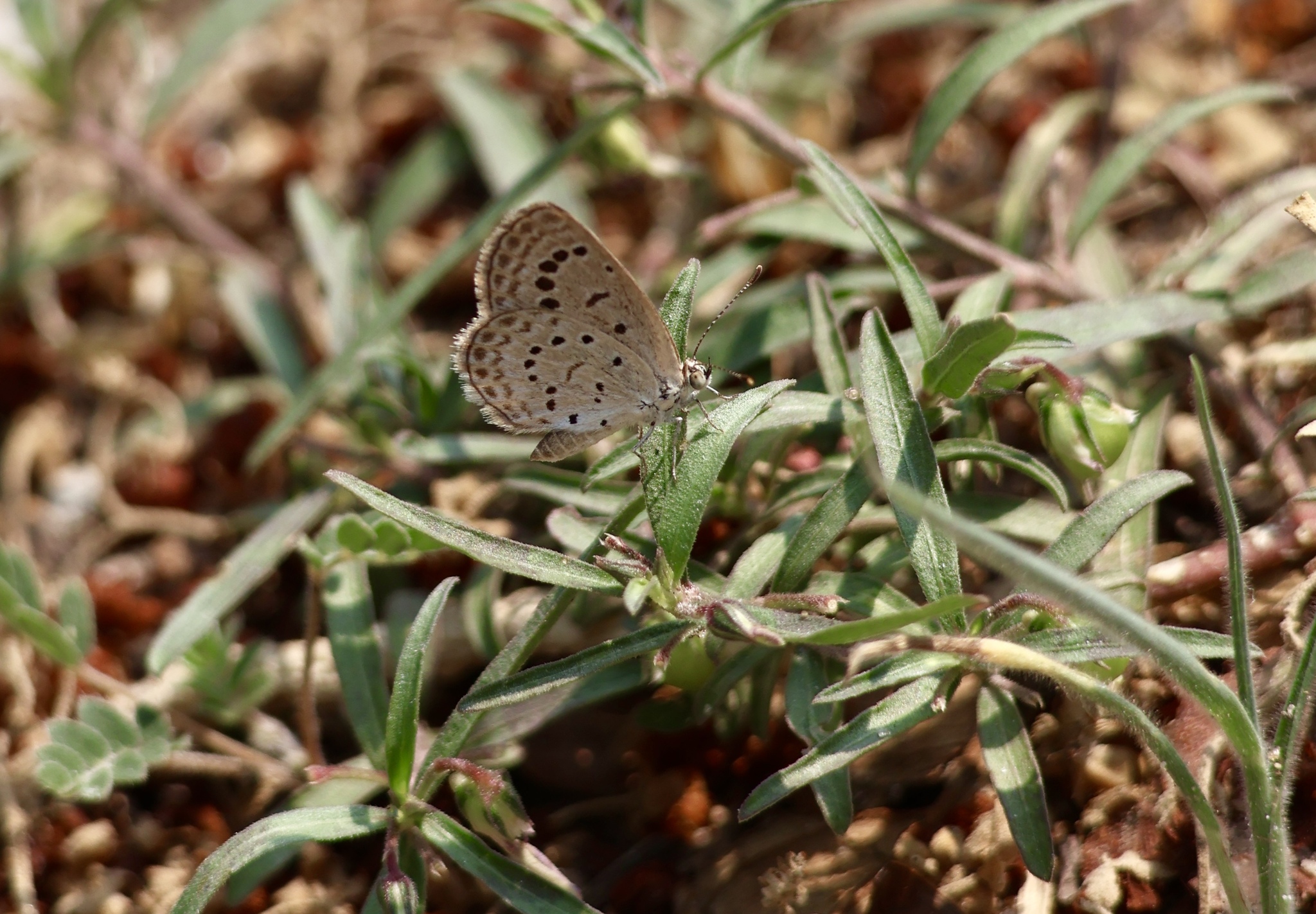 Dark Grass Blue
