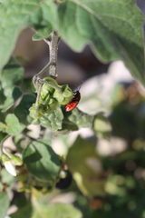 Spilostethus furcula