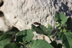 Spilostethus furcula