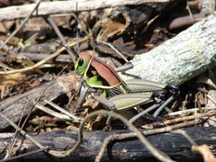 Brachystola behrensii