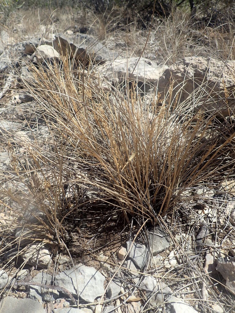 Crinipedeae