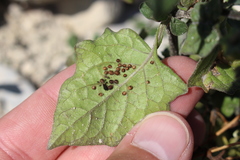 Aphis fabae solanella