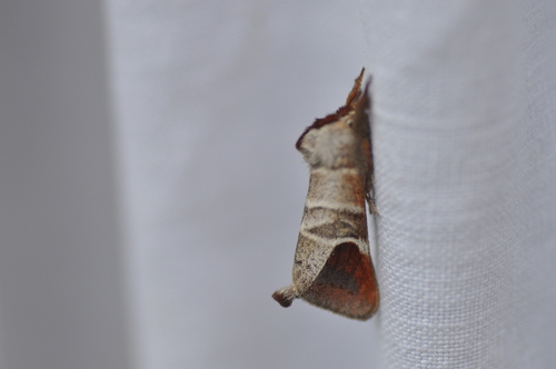 Clostera curtula