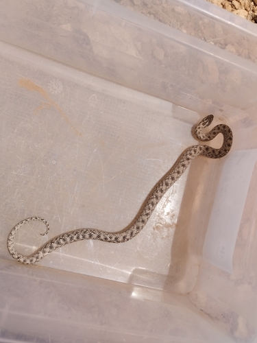 Iberian False Smooth Snake