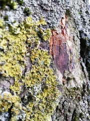 Xanthoria parietina