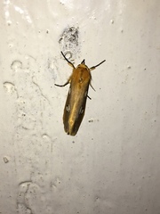 Rhanidophora cinctigutta