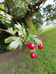 Crataegus monogyna