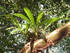 Catasetum