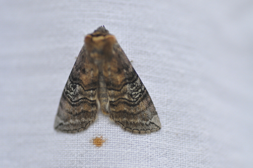 Tethea ocularis