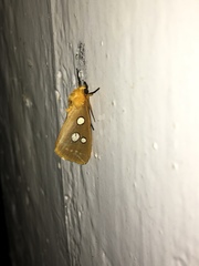 Rhanidophora cinctigutta