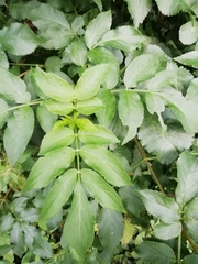 Sambucus nigra