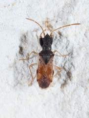 Pseudopamera setosa