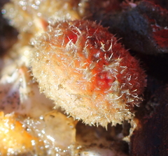 Boltenia echinata