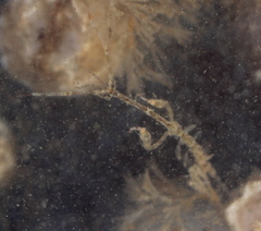 Caprella alaskana