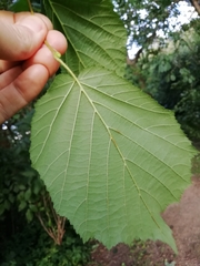 Corylus avellana
