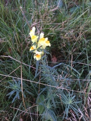 Linaria vulgaris