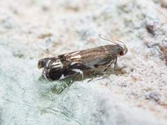 Anacampsis levipedella