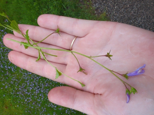 Image of Mazus miquelii by no rights reserved