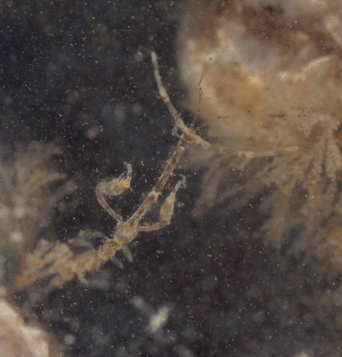 Caprella alaskana