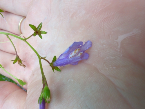 Image of Mazus miquelii by no rights reserved