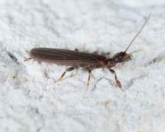 Oligotoma saundersii