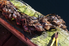 Molgula retortiformis