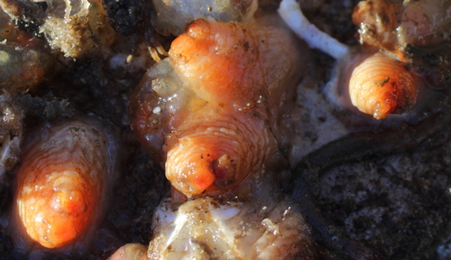 Styela truncata