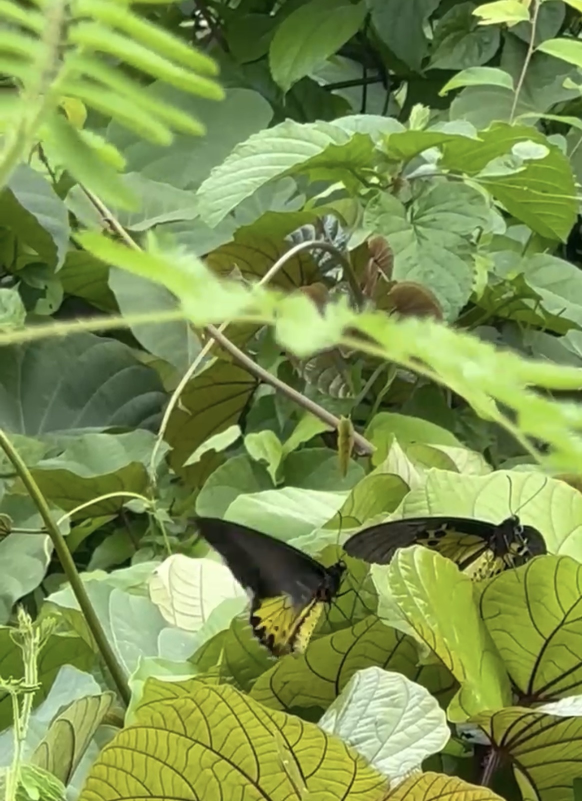 Common Birdwing