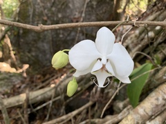 Phalaenopsis amabilis