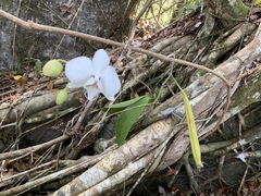 Phalaenopsis amabilis