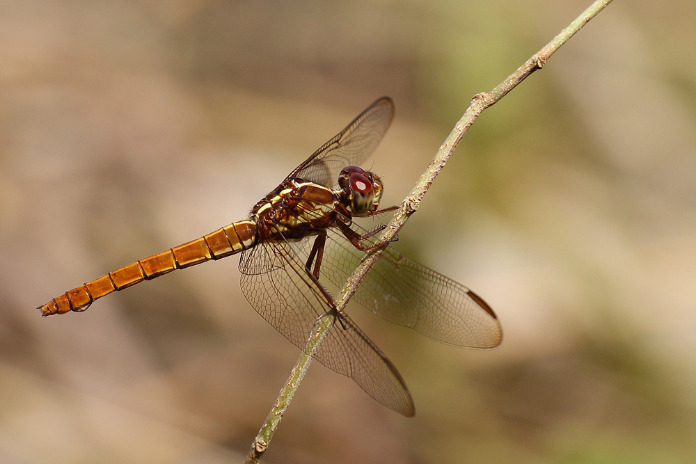 Side-striped Skimmer