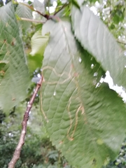 Lyonetia clerkella