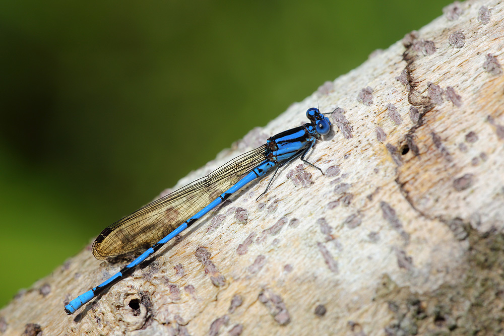 Azure Dancer