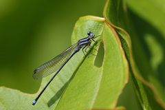 Argia indicatrix