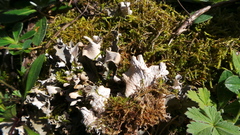 Peltigera ponojensis