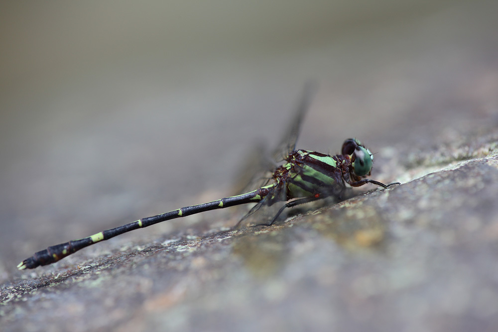 Pygmy Sanddragon