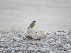Merops cyanophrys