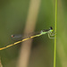 Citrine Forktail - Photo (c) Erland Refling Nielsen, some rights reserved (CC BY-NC)
