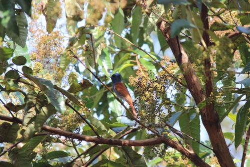 African Paradise-Flycatcher