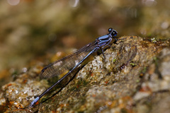 Argia talamanca