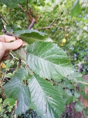 Ulmus glabra
