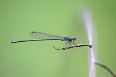 Acanthagrion trilobatum