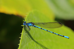 Argia elongata