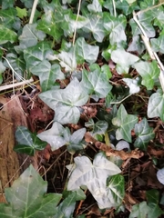 Hedera helix