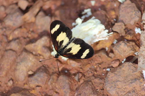 Yellow-banded Amber