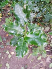 Ilex aquifolium