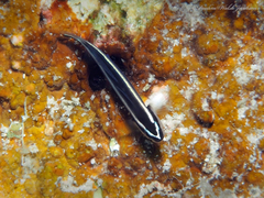 Broadstripe Goby photo 2